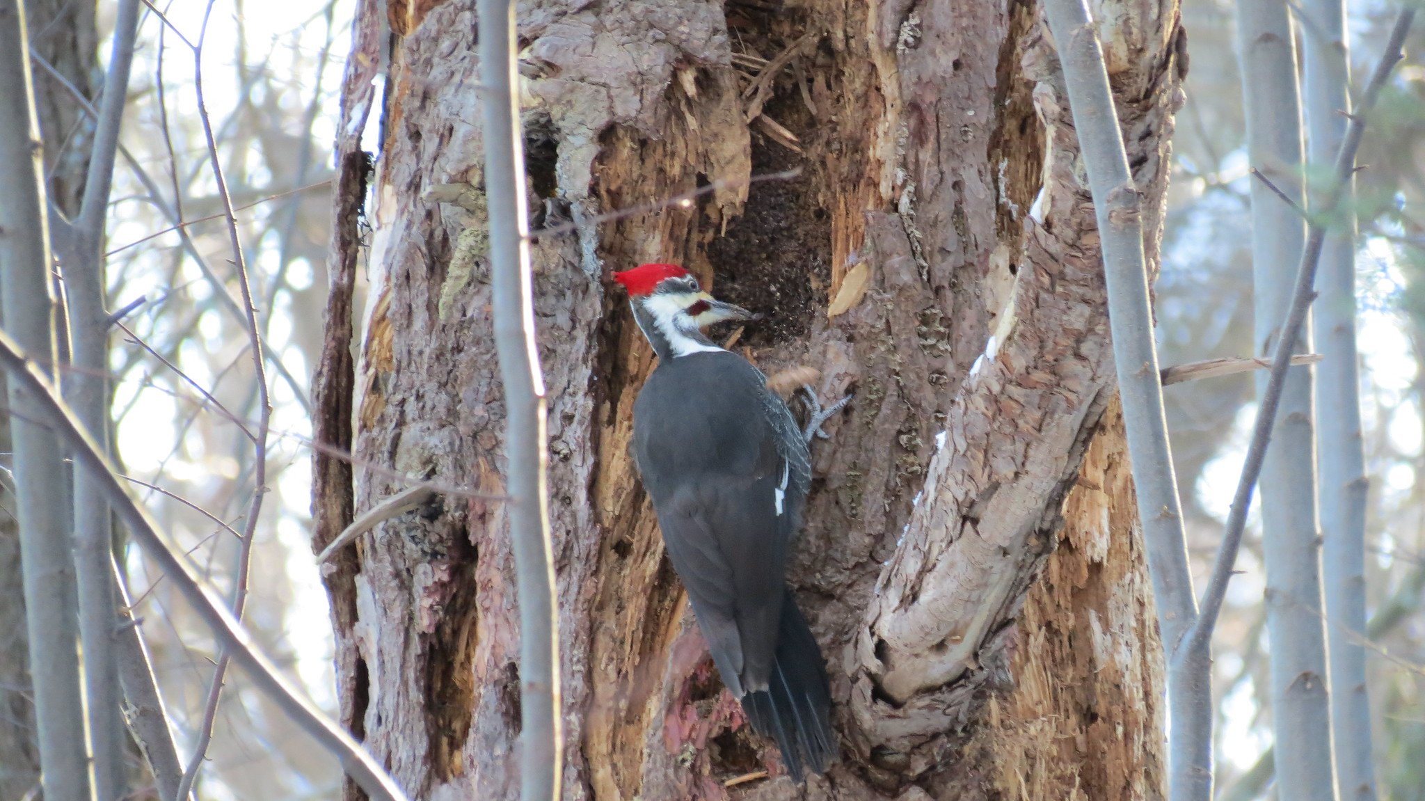 Woodpecker