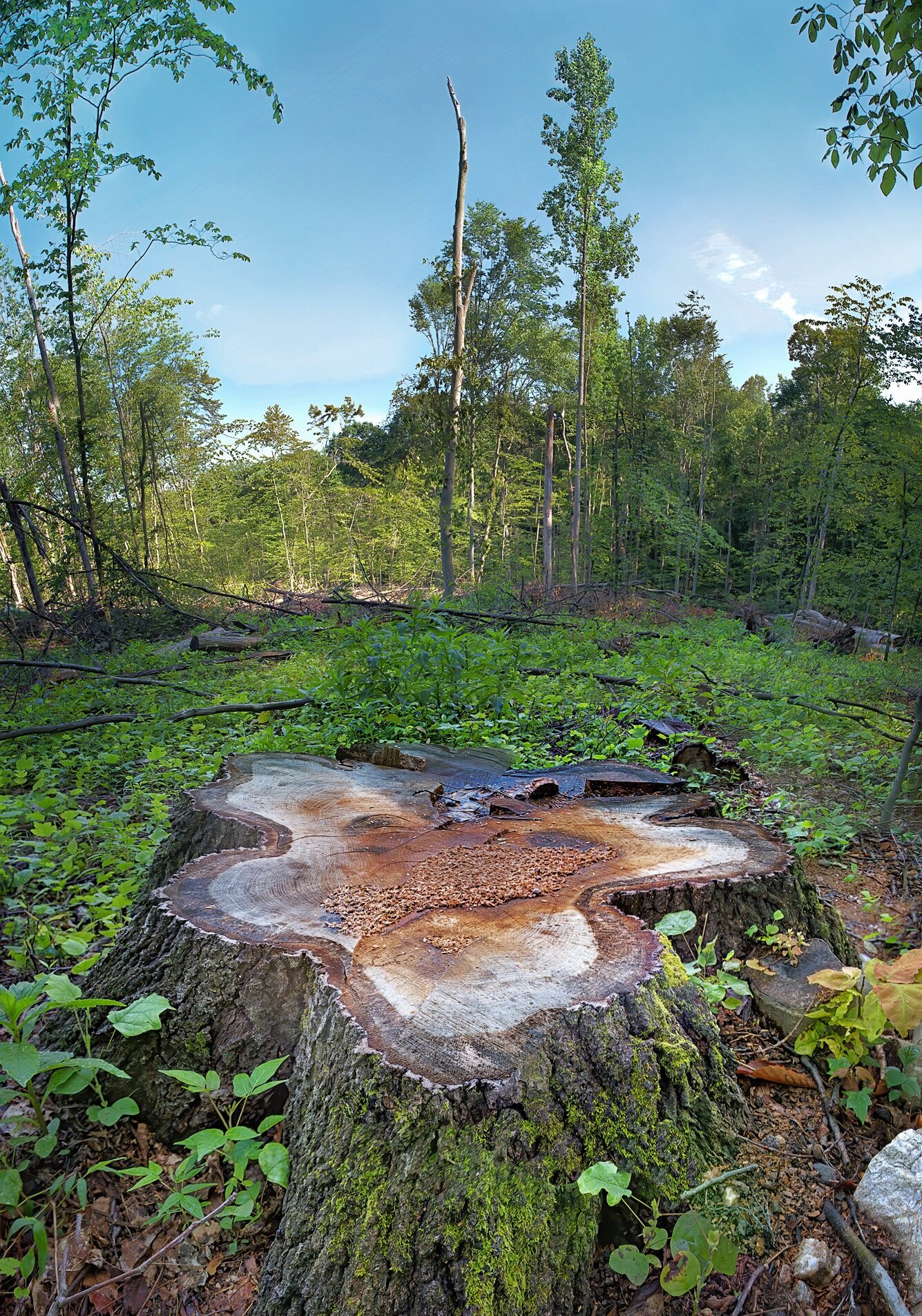 E0728+131+Mt+Ephram-Tree+Clearing.jpg