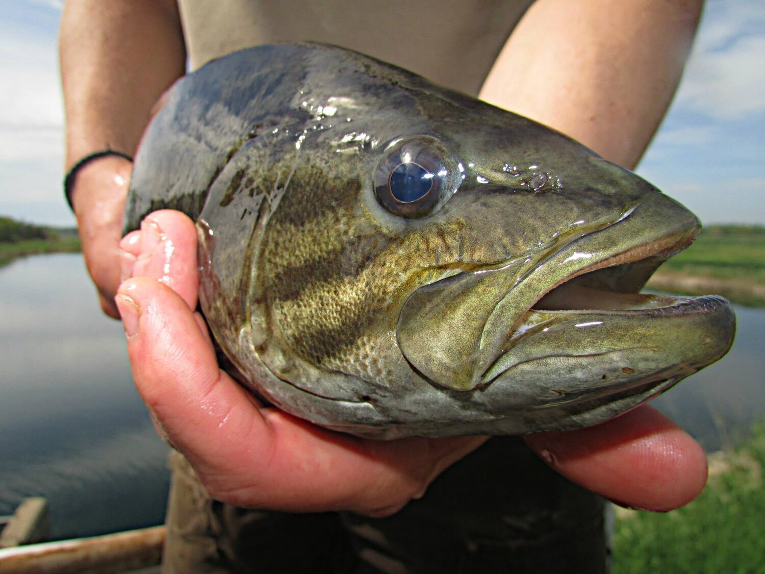 smallmouth+bass_USFWS+Mountain-Priarie.jpg