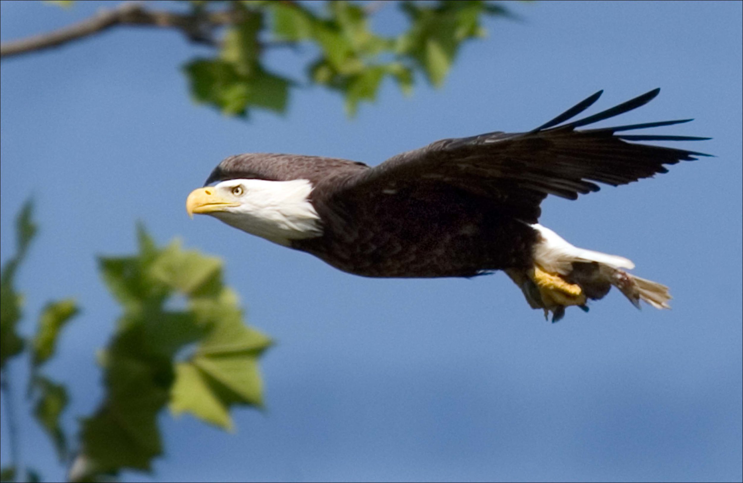 bald eagle photo courtesy of todd harless, USFWS