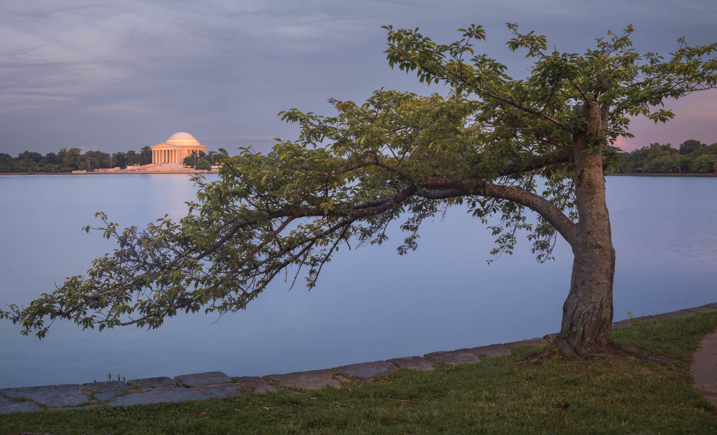 Urban tree Tidal Basin