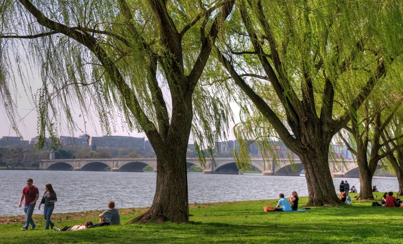 Potomac River trees