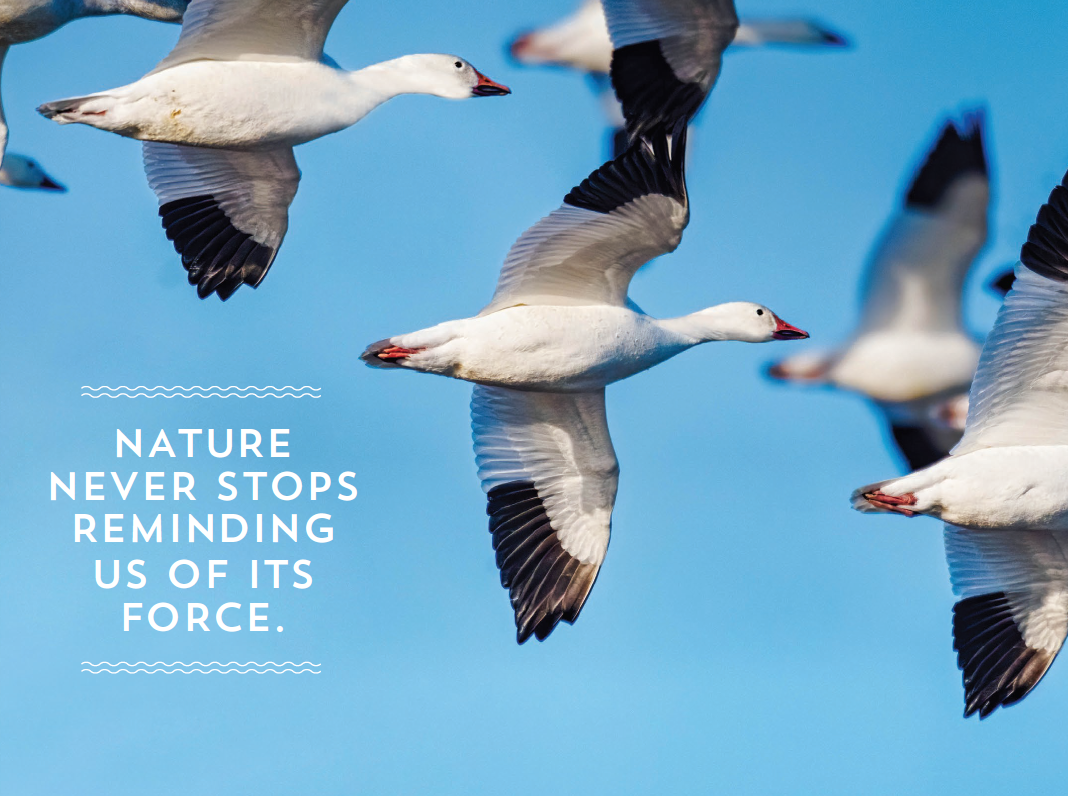 AR pg 1 Waterfowl flying