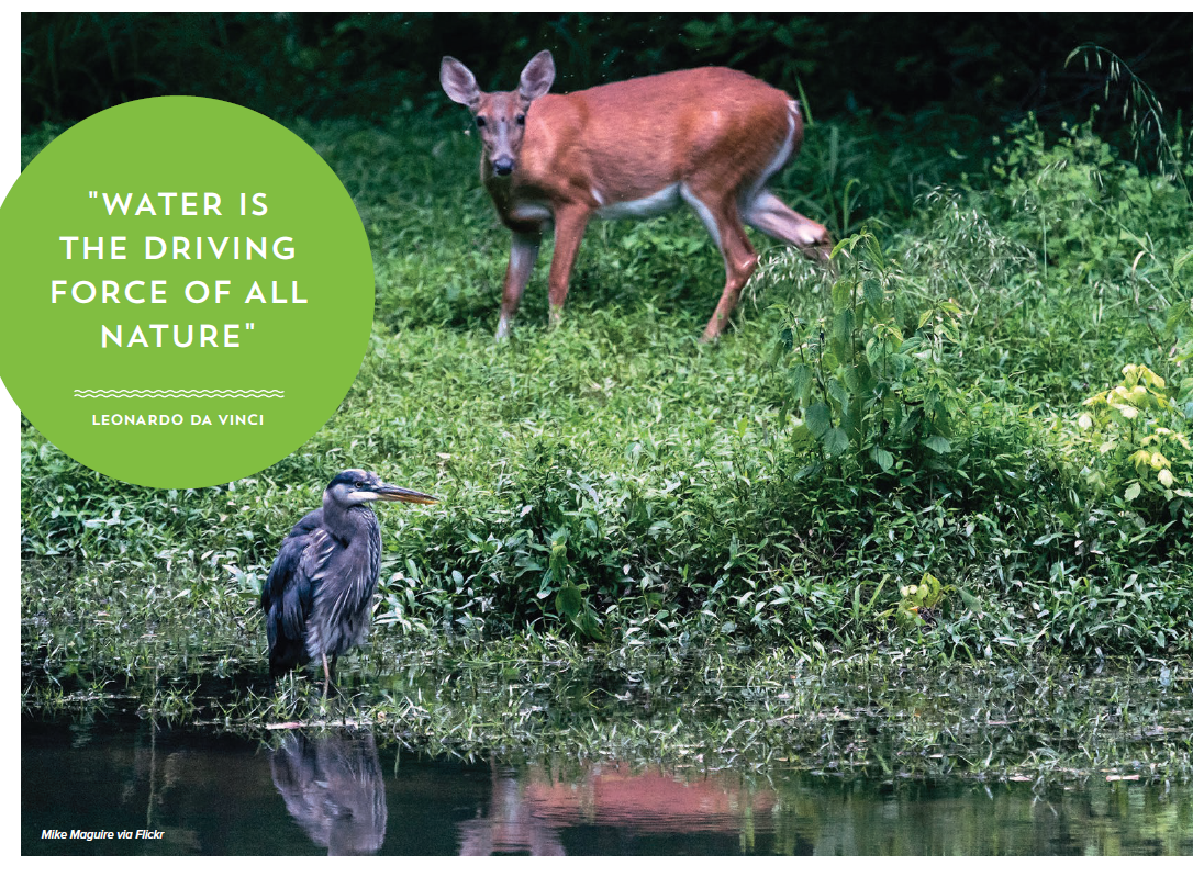 Deer and heron